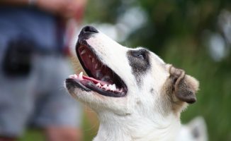 489783713_1448366826344777_8047574372126308956_n