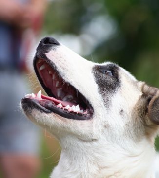 489783713_1448366826344777_8047574372126308956_n